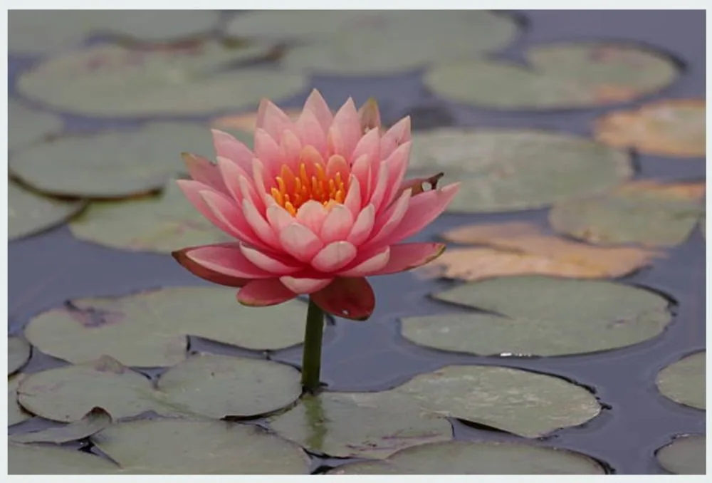A blooming pink lotus flower resting on water