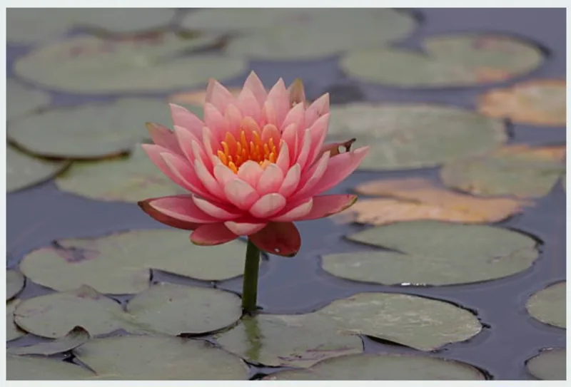 A single lotus flower resting open on still water